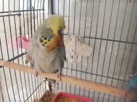 KONUŞTURMALIK ALIŞTIRMALIK A KALİTE ŞOV JUMBO KUŞLAR