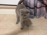 Scottish fold kedisi 1 yaşında