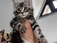 MAİNE COON DEV YAVRU KEDİLER UYGUN A VERİYORUM