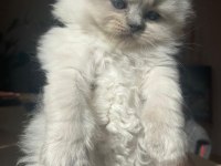Scottish blue ve blue point yavrular nadir güzellik