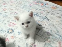 British blue point yavrular
