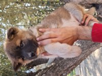 Son Akita İnu Yavrumuz