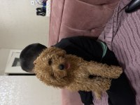 Sevimli Dişi Toy Poodle