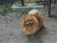 2 Yaşında Dişi Pomeranian