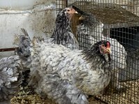 BLUE MODLED BRAHMA KULUÇKALIK YUMURTA & CİVCİV