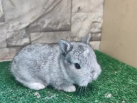 Safkan Cüce Tavşan Yavruları KAPIYA GÖNDERİM VAR