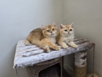 British shorthair golden dişi erkek yavrularımız