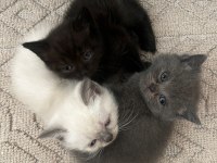 4 British Shorthair Yavru Kedi