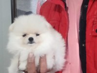 Orijinal Pomeranian Boo