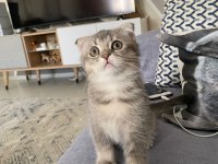 Scottish fold erkek yavru kedimiz