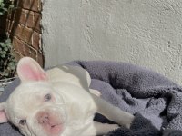 A kalite French Bulldog yavruları