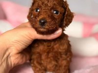 Mükemmel Güzellikteki Toy Poodle Yavrular