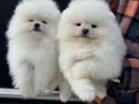 Show kalite pomeranian yavrular ziyarete açık