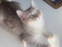 Hirakaramel british shorthair