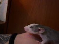 Ele alışkın rat yavruları