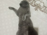 Scottish fold yavrular