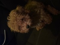 Yavru toy poodle 3 aylık