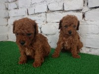 Toy poodle yavrularımız