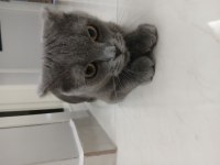 Acil 1 yaşında scottish fold