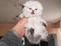 Scottish straight ve scottish fold yavrular