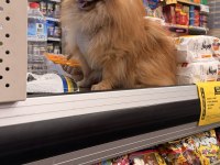 ÜST KALİTE UKRAYNA KANI ORANGE POMERANIAN ERKEK