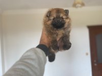 Pomeranian boo minyatür