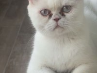 3 yaşında exotic shorthair kedim (DİŞİ)
