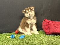 Kutuplardan Gelen Güzellik Alaskan Malamute Yavruları
