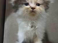 Scottish Fold 1 Aylık