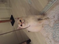Acil satılık kedimiz
