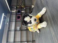 Mavi göz efsane husky yavrularım