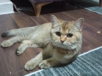 British Shorthair Golden Black Acill sahiplendirilecektir