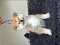 Fci kif şecereli safkan akita inu yavru