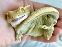 Crested Gecko Yavru - Adult