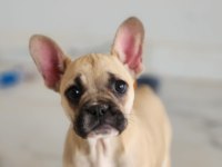 MUHTEŞEM FRENCH BULLDOG YAVRULARI