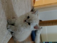 Acil Safkan British Shorthair Yavrularımız