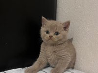Fawn British Shorthair