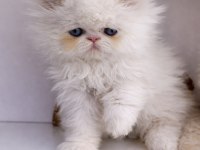 İRAN PERSİAN (SHOW KALİTE)