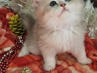 Golden Ay11 muhteşem erkek british longhair