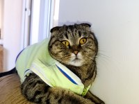 Scottish fold dişi kedimiz