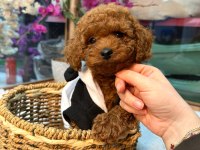 Mağazamız Güvencesiyle Red Toy Poodle Yavrularımız Sizle