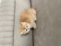 British shorthair 2 aylık dişi yavru