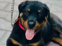 Yüksek kalite orjinal yavru rottweiler