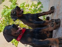 A şecereli doberman yavrularımız