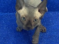 sphynx sfenks tüysüz dişi erkek yavruları