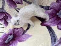 4-5 aylık british shorthair kedisi aşılar hepsi full
