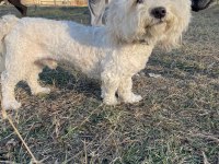 Kar topu maltese erkekler