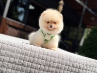 Süper kalite Pomeranian Boo