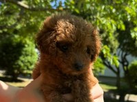 Safkan toy poodle yavrular