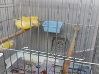 Cinnemon mavi yüz parrot lar